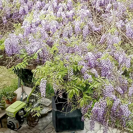 Lavecchiaconcia -de Oude Leerlooilerij Zommer *